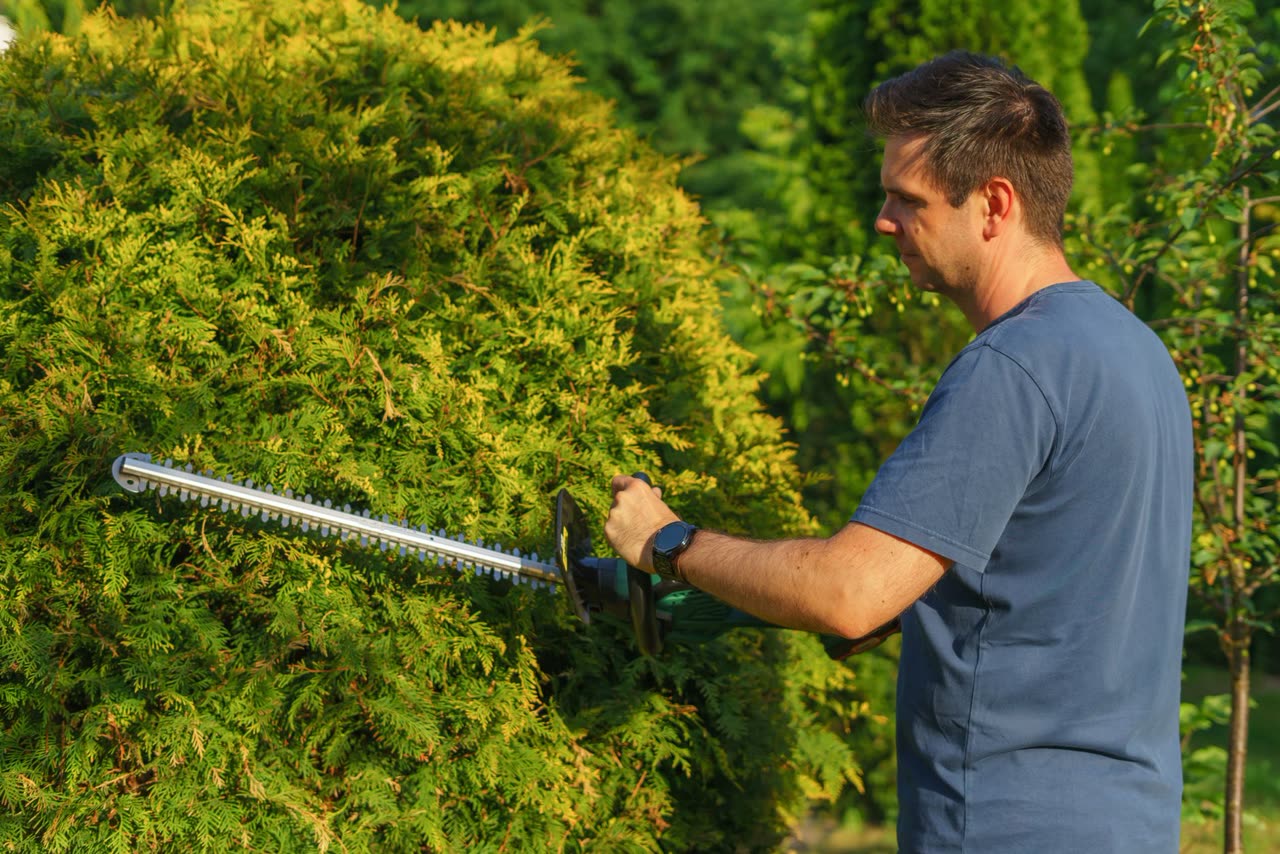Mann bei der Gartenarbeit, Heckenschnitt
